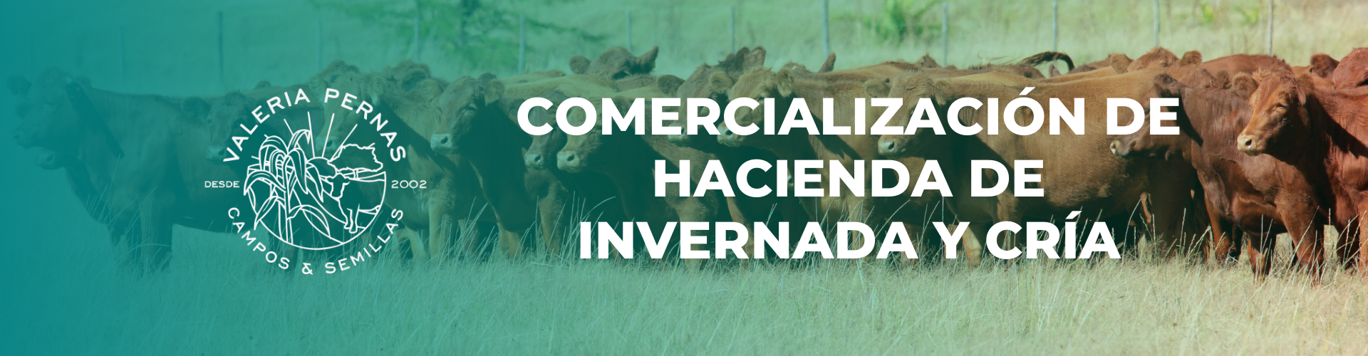 Comercialización de Hacienda de invernada y cría Slide Hacienda