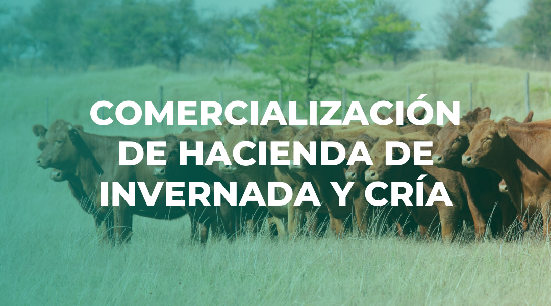 Comercialización de Hacienda de invernada y cría Slide Hacienda